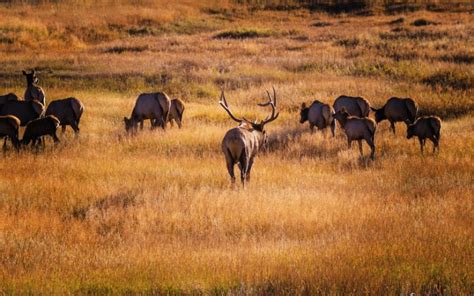 13 Animals In Prescott National Forest Seen On Our Hikes! (Photos And Trails Included)