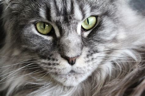 Maine Coon and Bengal Cat Mix: Everything You Need to Know - MaineCoon.org