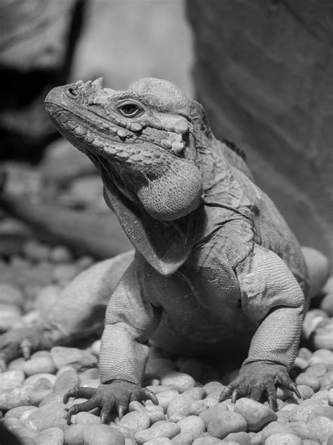 Rhinoceros Iguana | Rhinoceros Iguana at Colchester Zoo PERM… | Flickr