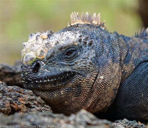 Marine Iguana | Galapagos Wildlife Guide | AQUA-FIRMA