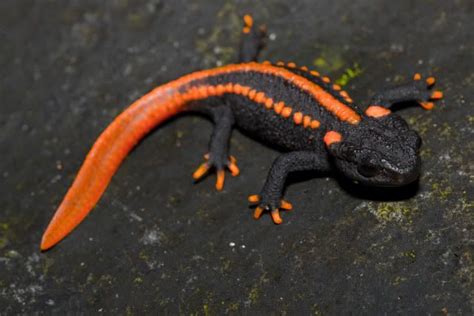 Пин на доске Salamanders & Newts