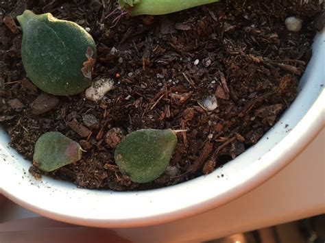 Baby Jade Super Slow Leaf Propagation [Backyard Neophyte Landscaping Blog]