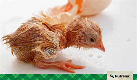 Hatching Chicken Eggs: 10 Tips