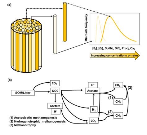 BG - Representing methane emissions from wet tropical forest soils using microbial functional ...