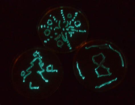 Grow Bioluminescent Bacteria Kit - The ODIN