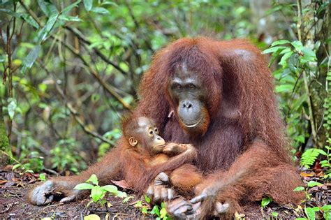 The 3 Species Of Orangutans - WorldAtlas