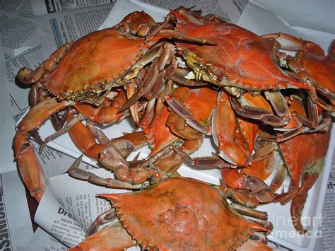 Steamed Blue Claw Crabs Photograph by Snapshot Studio - Fine Art America