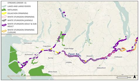 Habitat Highlight: Fish, floods and habitat connectivity in the Lower Fraser