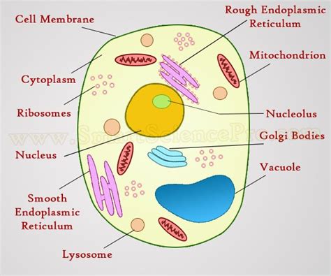 Structure of Animal Cell and Plant Cell Under Microscope + Diagrams