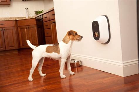 40+ Of The Coolest Dog Gadgets and Products For Your Best Friend