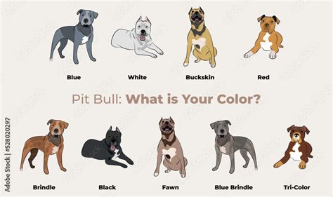 Pitbull colors breed, dog drawing. Cute dog characters in various poses, designs for prints ...