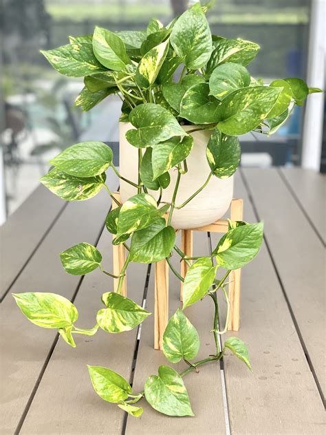 Golden Pothos Care | Your Guide to Growing Lush Pothos - AroidWiki