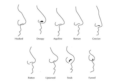 Pin by Amelia Meléndez on English tools in 2019 | Nose drawing, Nose ...