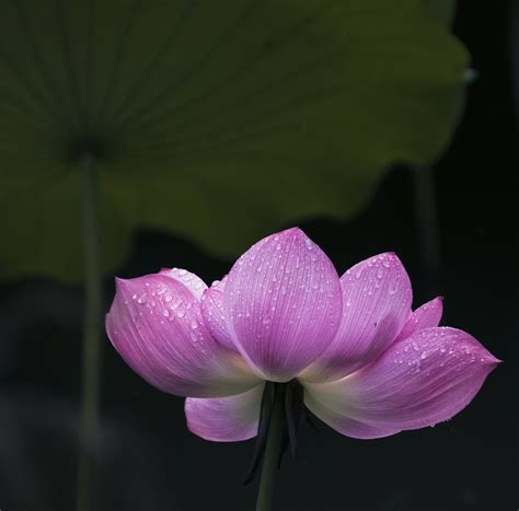 Flower Lotus Dew - Free photo on Pixabay