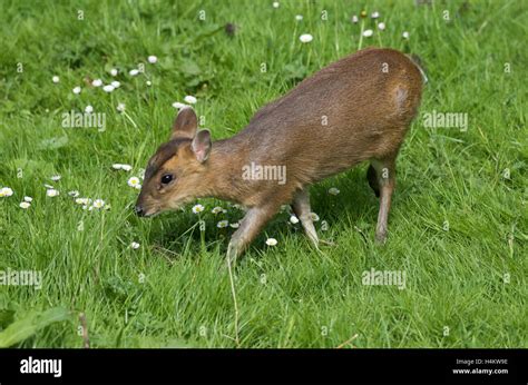 Baby Muntjac Deer also called Barking Deer Muntiacus reevesi feedin in a woodland glade ...