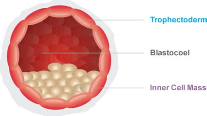 Blastocyst Transfer Program | IVF Clinic, IVF Specialist, Fertility Clinic