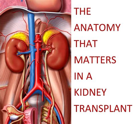 Kidney Transplant Anatomy: Tubes & Spaces that matter | ATK