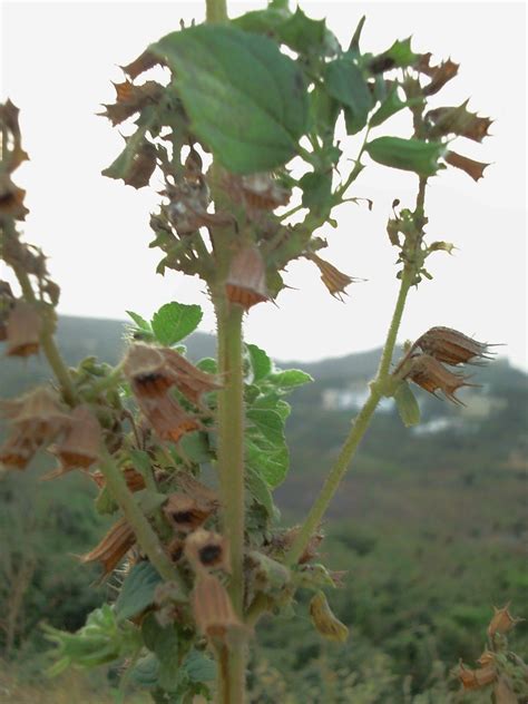 subja plant or ocimum basilicum | seeds of this plant atype … | Flickr
