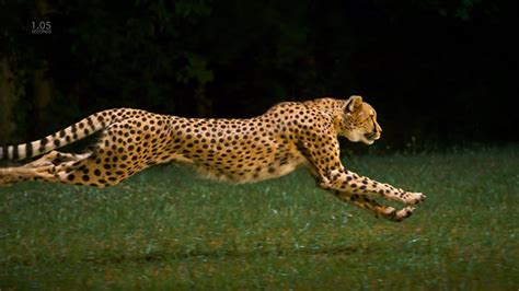 Admire The Elegant Beauty Of Cheetah Running At Full Speed (Slow Motion ...