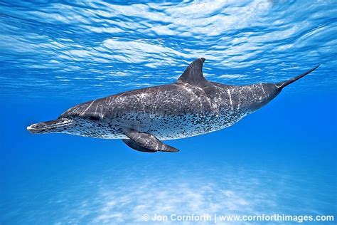 Atlantic spotted dolphin - Alchetron, the free social encyclopedia