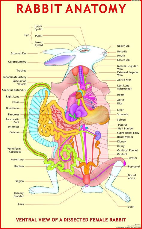 Rabbit Anatomy-Science Charts at Rs 150/piece(s) | Science Charts | ID: 7640108188