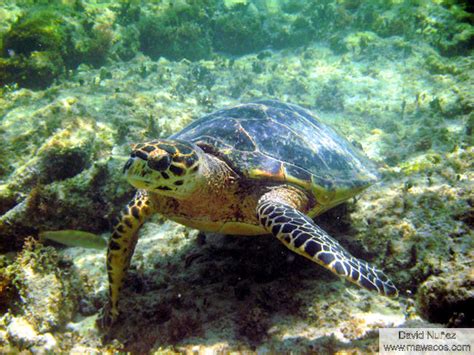 Tortuga Carey - Hawksbill Turtle