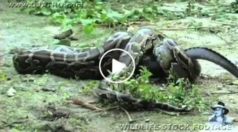 Anaconda vs Crocodile - PAPWildLife