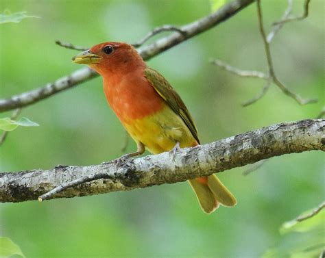 Summer Tanager | Great Bird Pics