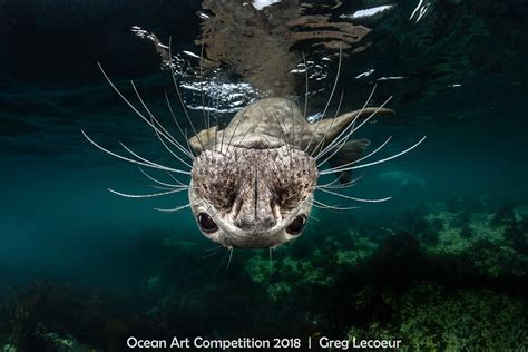 From whales to squids... Here's stunning life under the ocean wave ...