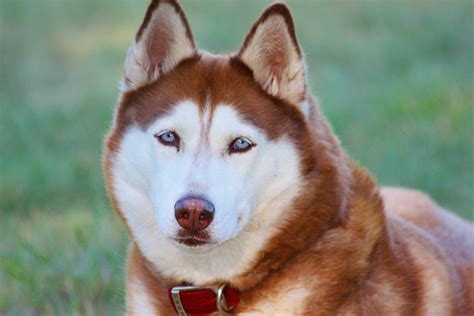 Facts About the Siberian Husky: An Excellent Dog Breed - PetHelpful