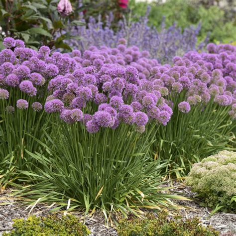 'Serendipity' - Ornamental Onion - Allium hybrid | Proven Winners