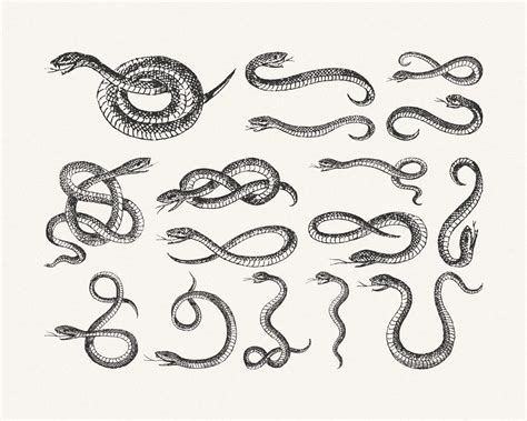 Vintage Snake Line Art Illustration Pack – Tom Chalky