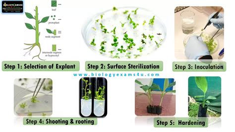 5 Essential Steps in Plant Tissue Culture. An Introduction