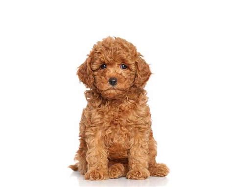 Adorable Mini Goldendoodle Puppies For Sale • Infinity Pups