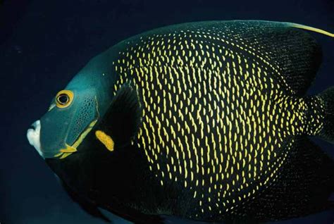 French Angelfish - Facts | Reef Safe | Size | Care | Tank | Partner - SeaFish