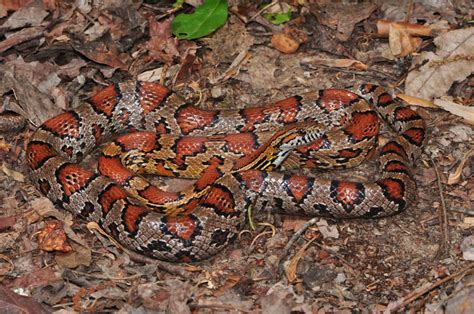 Maryland Biodiversity Project - Red Cornsnake (Pantherophis guttatus)