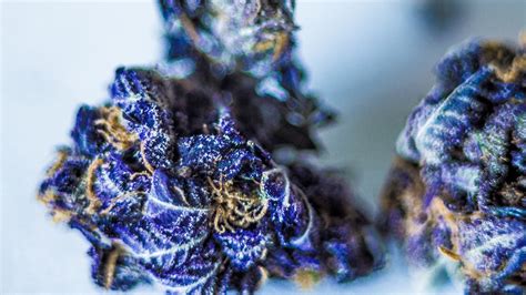 Purple Fantasy Cannabis | Marijuana Pictures & Wallpapers