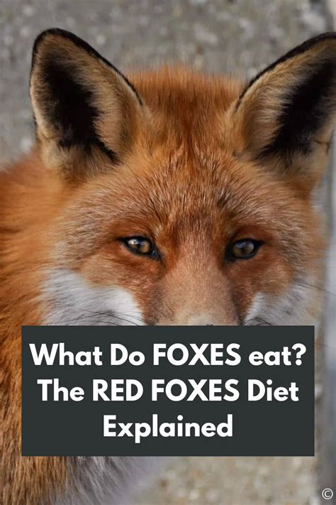 Unveiling the Red Fox's Menu: What Do Foxes Eat? Discover the Fascinating Red Fox Diet in 2023 ...