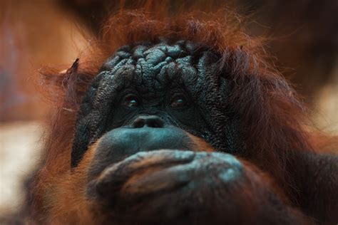 5 Ways to Support Sumatran Orangutan Conservation - Emagazine.com