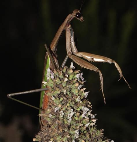 Ohio Birds and Biodiversity: Chinese Mantis, on catnip