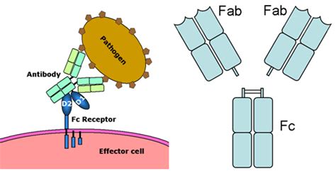 Fc Receptor | Sino Biological