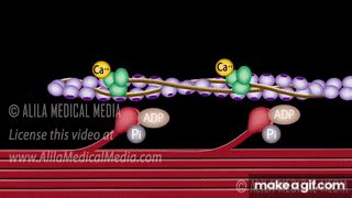 Muscle Contraction - Cross Bridge Cycle, Animation. on Make a GIF