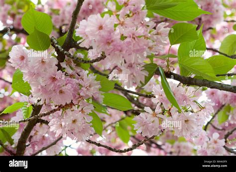 Japanese sakura tree blossom in spring time. Nature background with ...