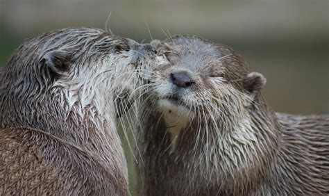 I otter kiss you | Otter love, Otters, Otters cute