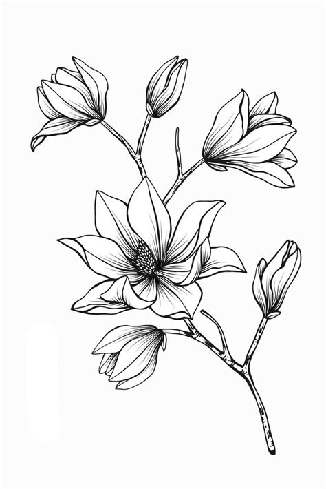 Magnolia | Flower drawing, Flower line drawings, Flower sketches