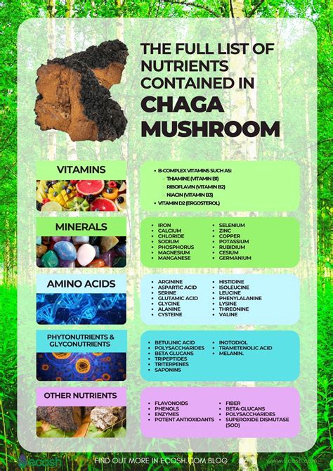 CHAGA MUSHROOM (INONOTUS OBLIQUUS) - 9 Incredible Evidence-Based ...