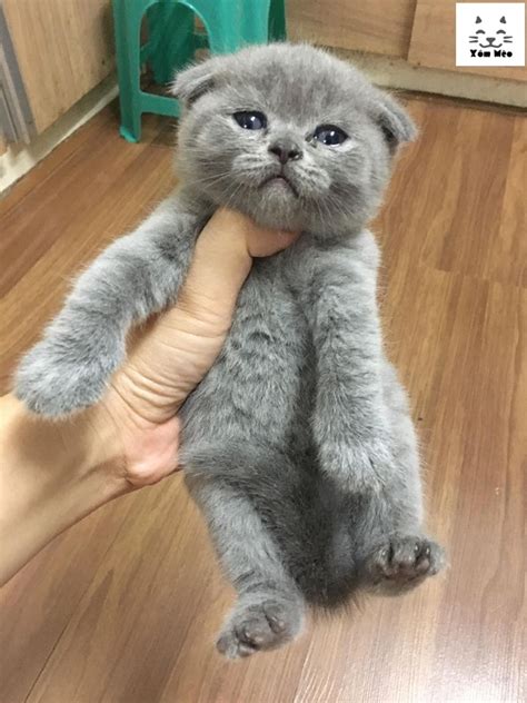 Mèo anh lông ngắn (aln) thuần chủng xám xanh tai cụp - british shorthair