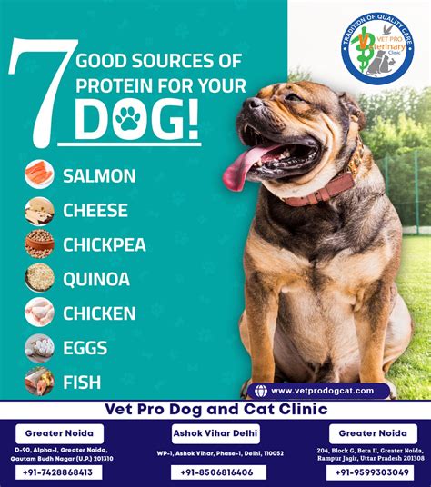 7 good sources of protein for your dog!