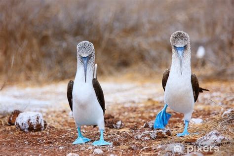 Sticker Blue footed booby mating dance - PIXERS.US