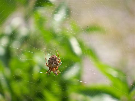 spider living in my tomato plant summer 2010